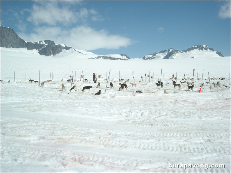 Dogsledding camp on the Denver Glacier, Skagway.