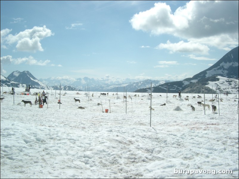 Dogsledding camp on the Denver Glacier, Skagway.