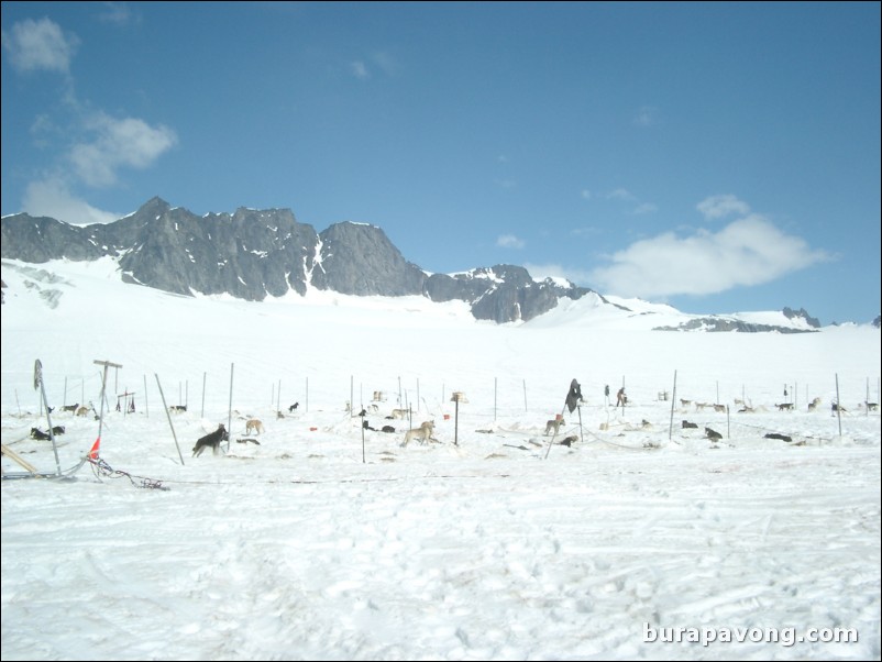 Dogsledding camp on the Denver Glacier, Skagway.