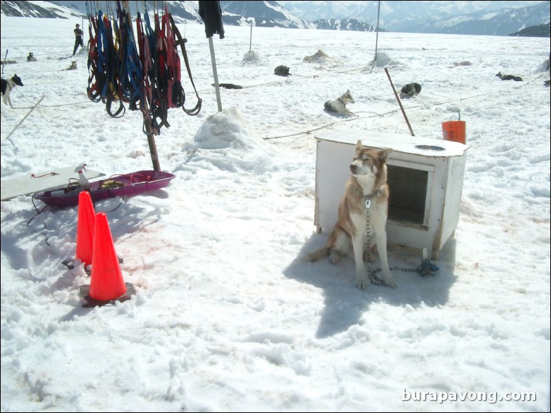 Dog sledding atop the Denver Glacier, Skagway.