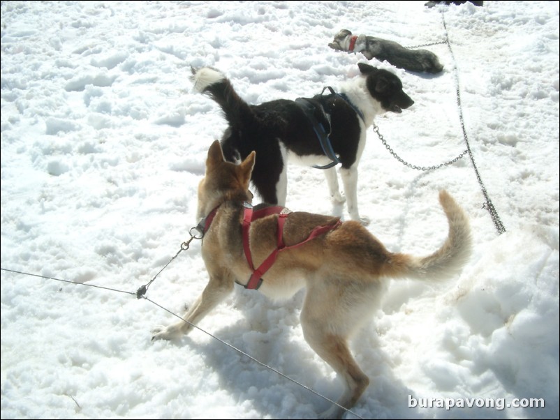 Dog sledding atop the Denver Glacier, Skagway.