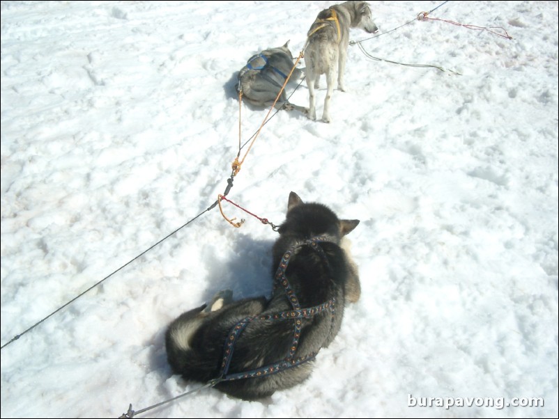 Dog sledding atop the Denver Glacier, Skagway.