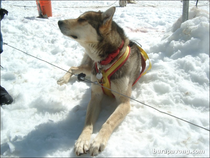 Dog sledding atop the Denver Glacier, Skagway.