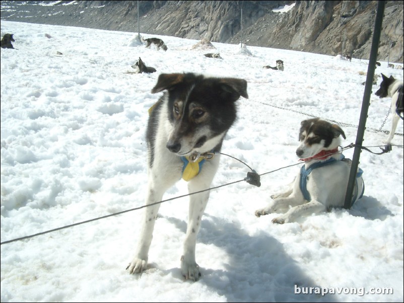 Dog sledding atop the Denver Glacier, Skagway.