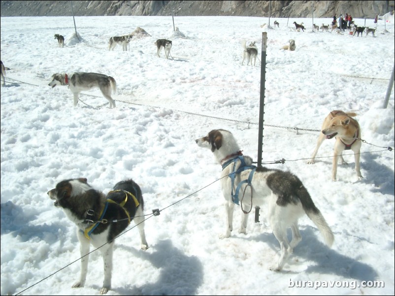 Dog sledding atop the Denver Glacier, Skagway.