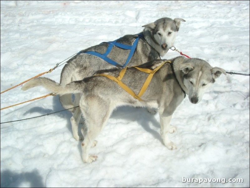 Dog sledding atop the Denver Glacier, Skagway.