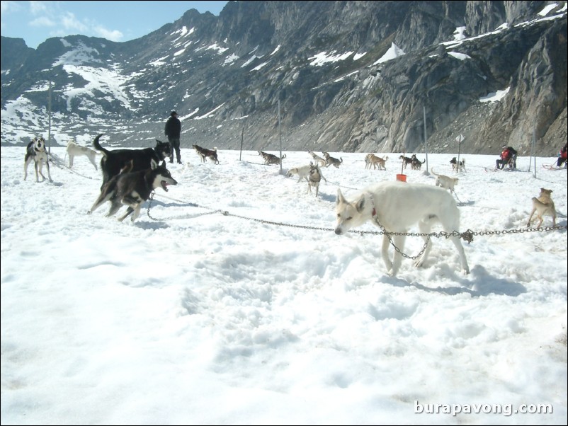 Dog sledding atop the Denver Glacier, Skagway.