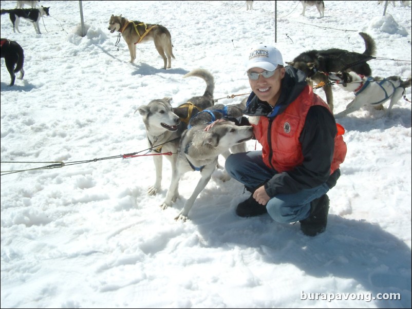 Dog sledding atop the Denver Glacier, Skagway.