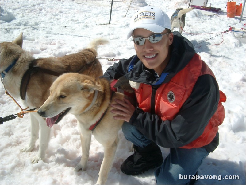 Dog sledding atop the Denver Glacier, Skagway.