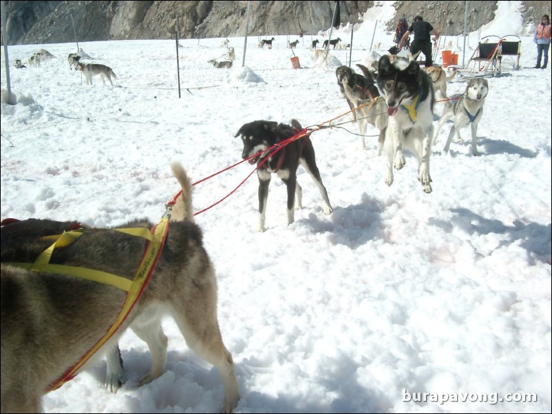 Dog sledding atop the Denver Glacier, Skagway.