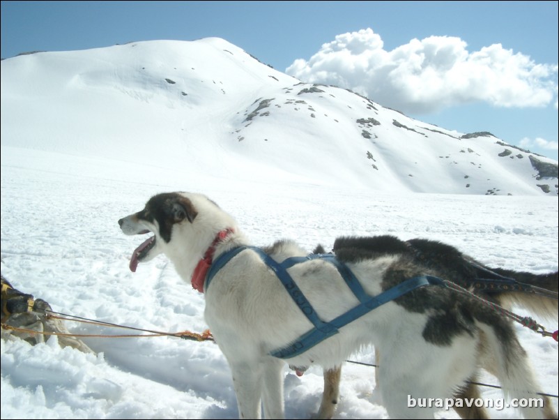 Dog sledding atop the Denver Glacier, Skagway.