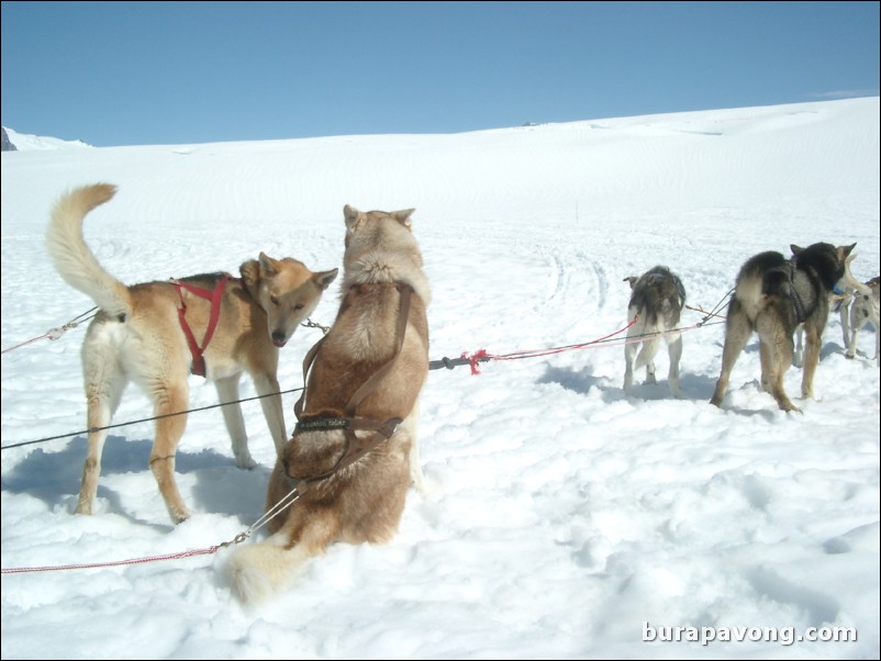 Dog sledding atop the Denver Glacier, Skagway.