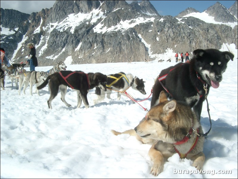 Dog sledding atop the Denver Glacier, Skagway.