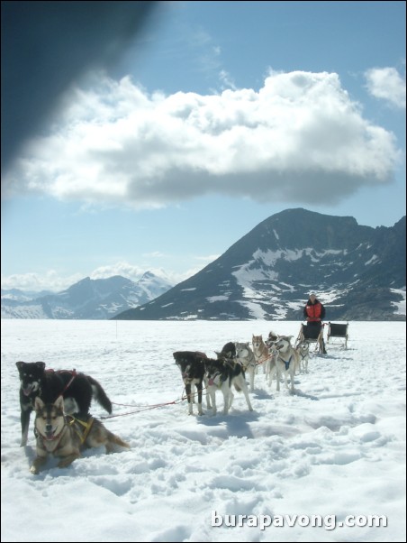 Dog sledding atop the Denver Glacier, Skagway.