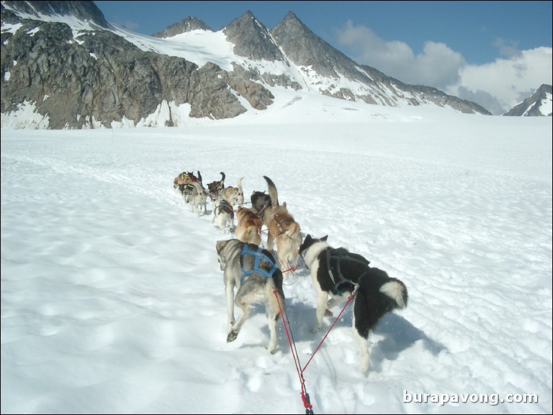 Dog sledding atop the Denver Glacier, Skagway.