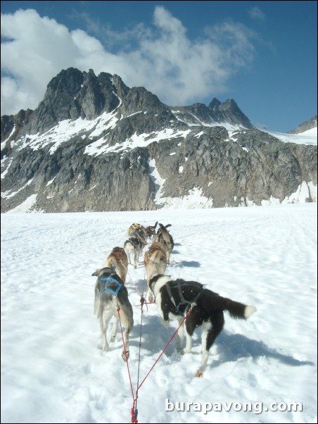 Dog sledding atop the Denver Glacier, Skagway.