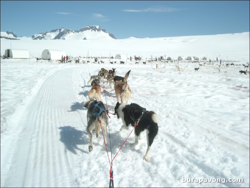 Dog sledding atop the Denver Glacier, Skagway.