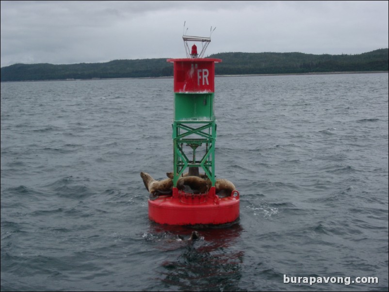 Sea lions lounging on a buoy. Juneau.