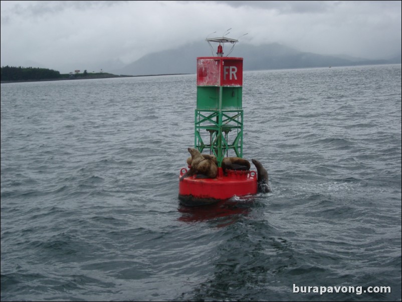 Sea lions lounging on a buoy. Juneau.