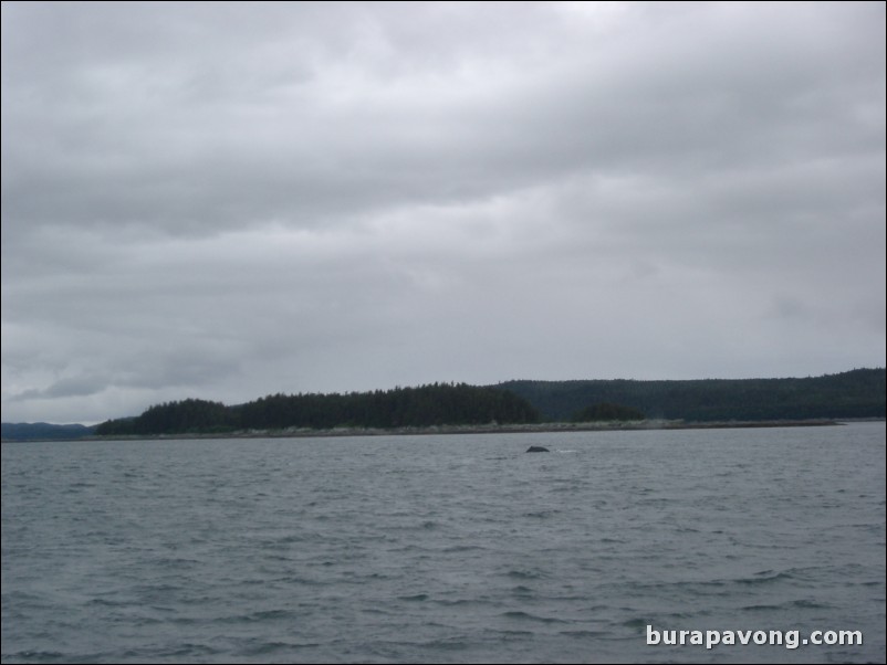 Whale watching in Juneau.