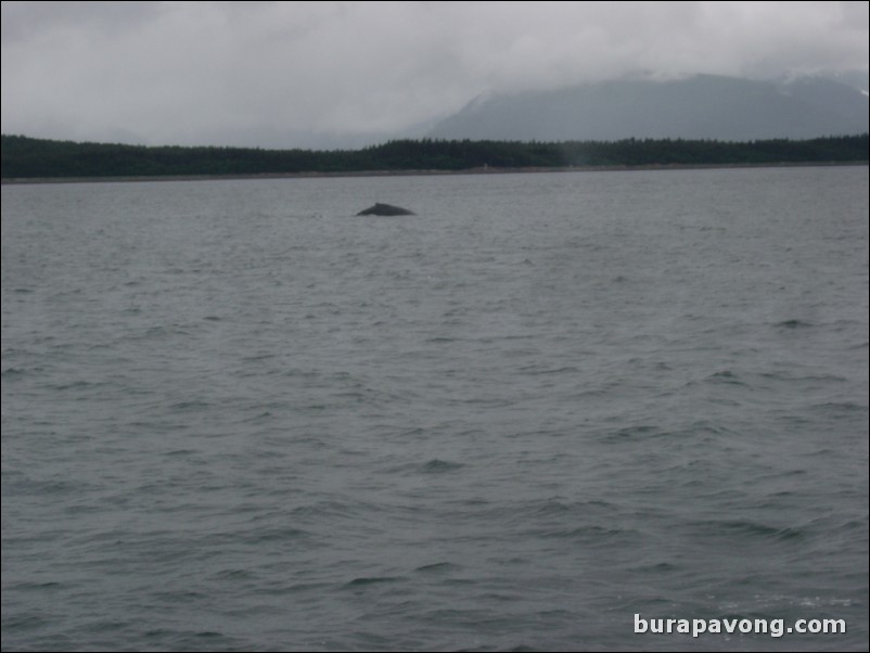 Whale watching in Juneau.