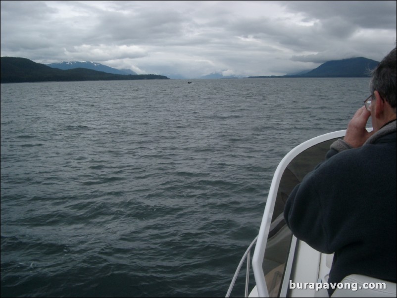 Whale watching in Juneau.