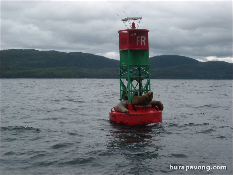 Sea lions lounging on a buoy. Juneau.