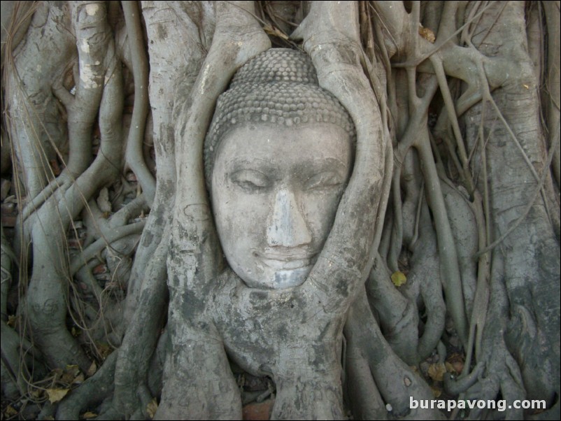 Wat Mahathat is well known for a tree which has grown around this Buddha head.