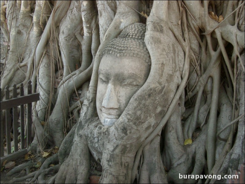 Wat Mahathat is well known for a tree which has grown around this Buddha head.