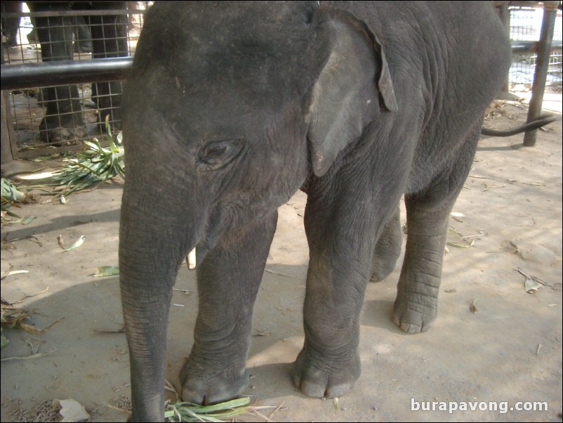 Thai baby elephant.