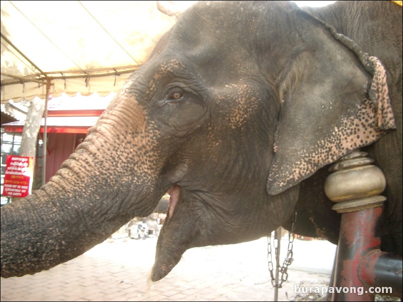 Thai elephant.