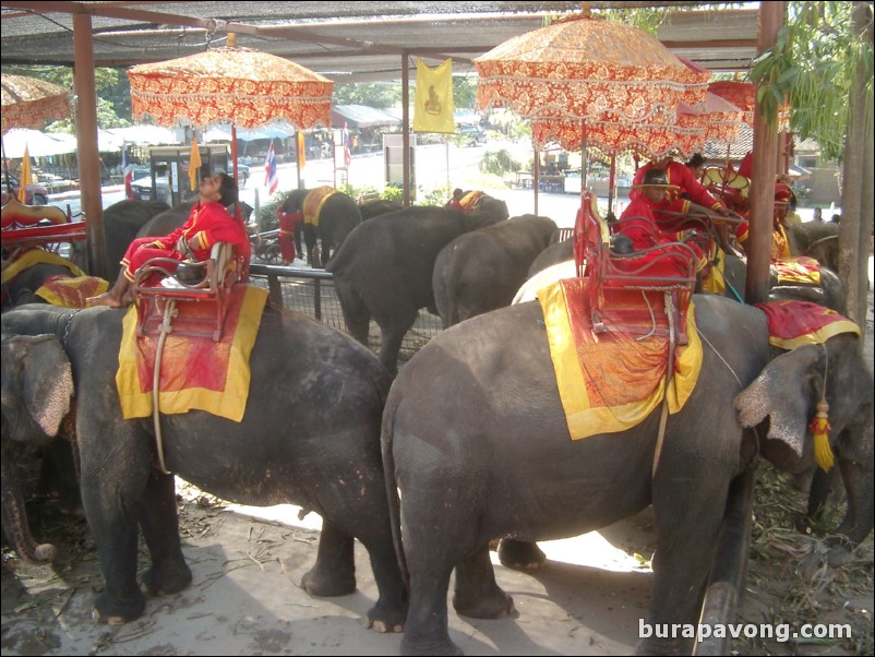 Elephants and their trainers.