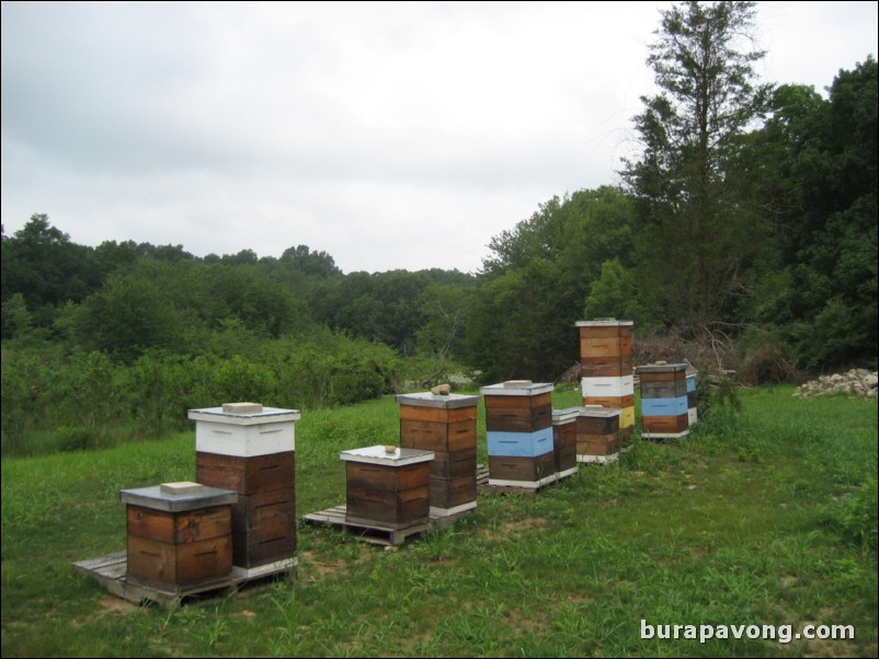 Blueberry and bee farm. North Stonington, Connecticut.