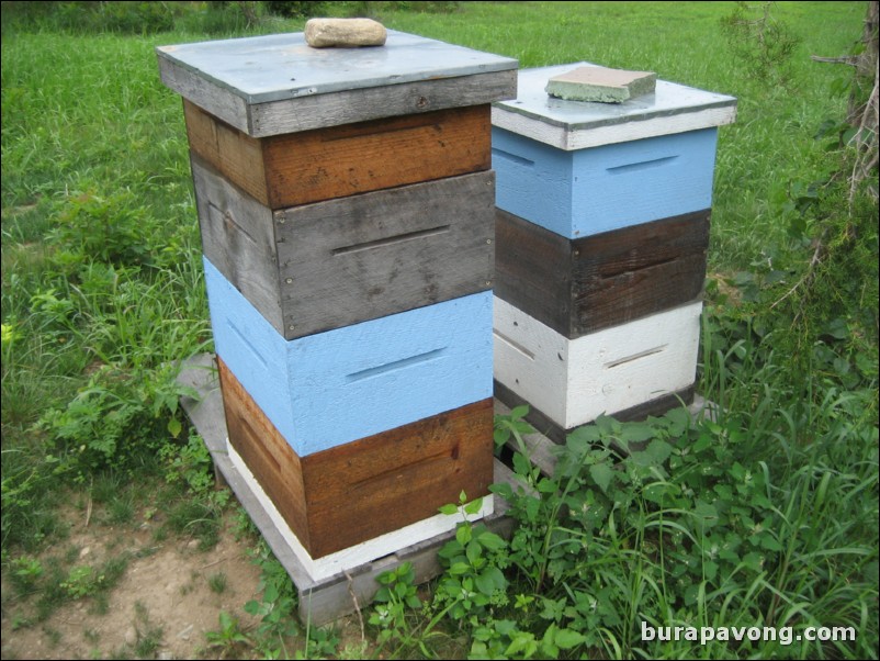 Blueberry and bee farm. North Stonington, Connecticut.