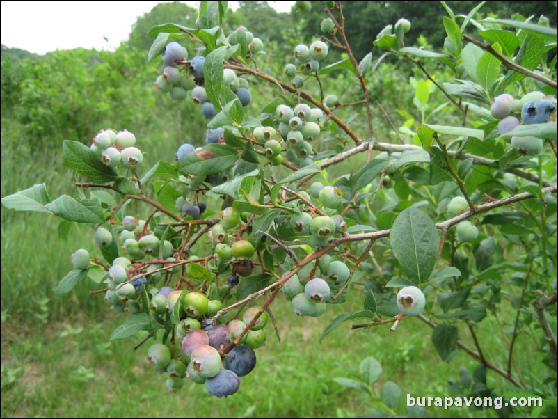 Blueberry and bee farm. North Stonington, Connecticut.