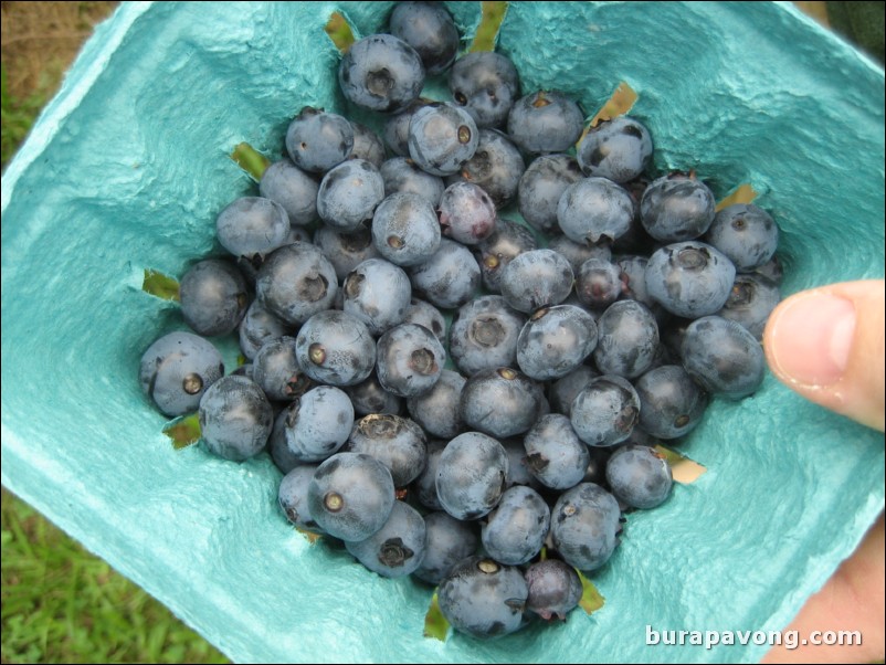 Blueberry and bee farm. North Stonington, Connecticut.