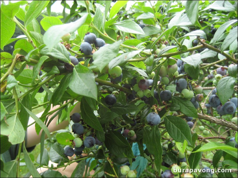 Blueberry and bee farm. North Stonington, Connecticut.