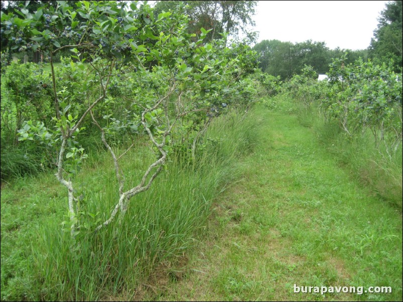 Blueberry and bee farm. North Stonington, Connecticut.