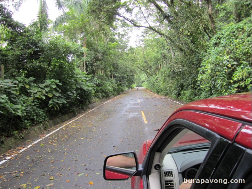 Heading up to Pico Isabel de Torres.