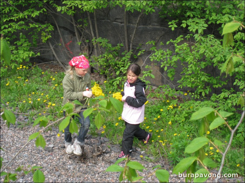 Finnish girls picking Dandelions.