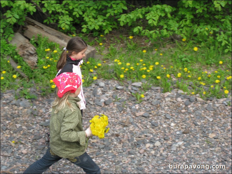 Finnish girls picking Dandelions.