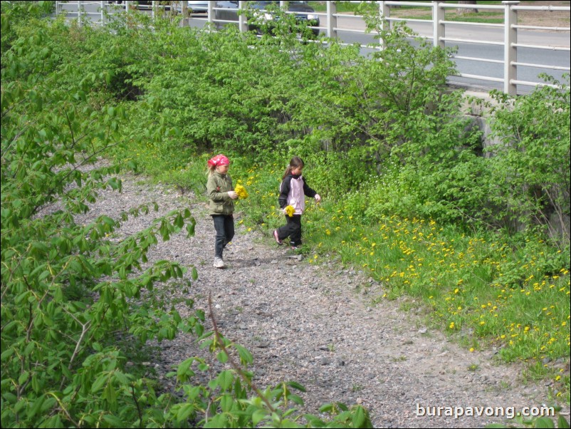 Finnish girls picking Dandelions.