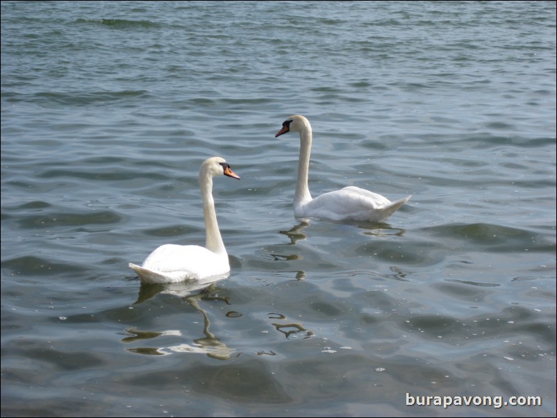 Swans in the Gulf of Finland.