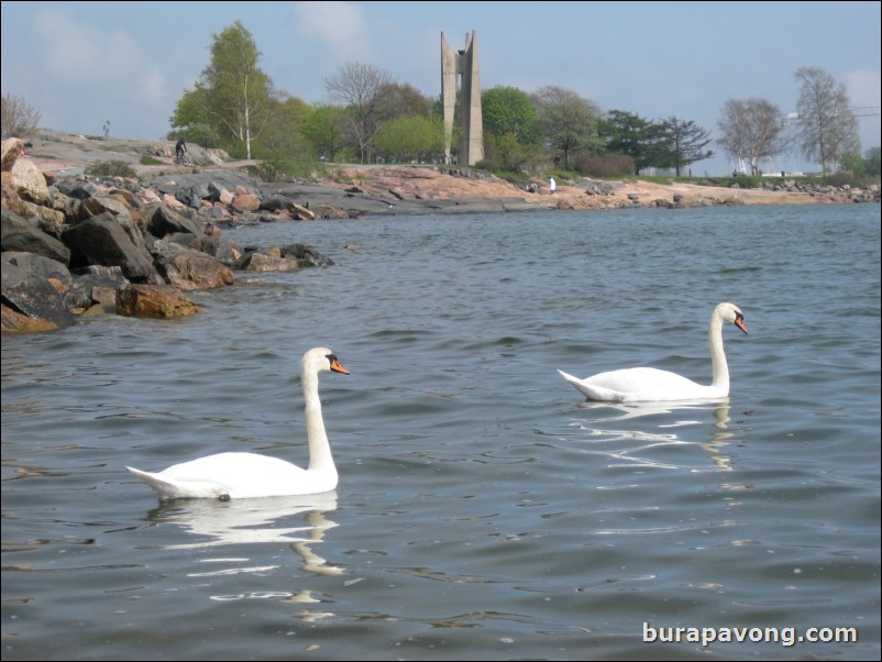 Swans in the Gulf of Finland.