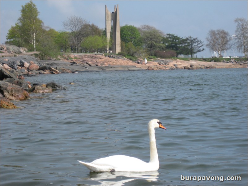 Swans in the Gulf of Finland.