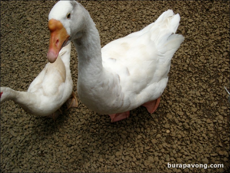 A hungry goose.