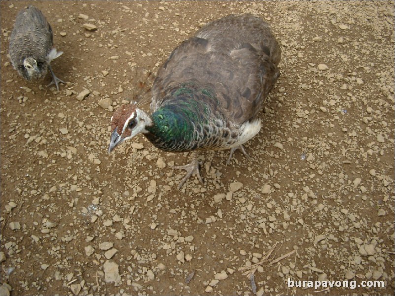 A peacock with its child.