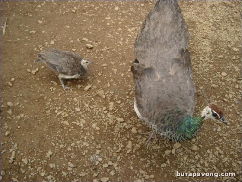 A peacock with its child.