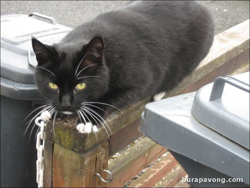 Friendly black cat at Portree harbour.