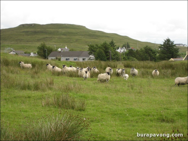 Sheep being herded by dogs.